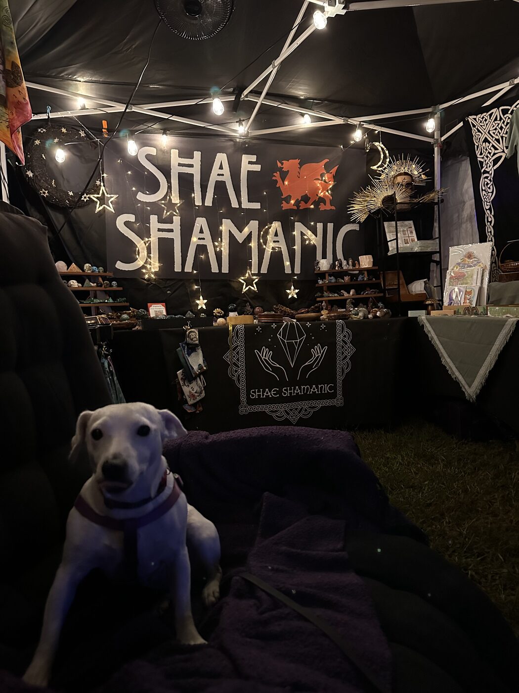 Small white dog seated on a chair in front of the crystal displays at a night market tent